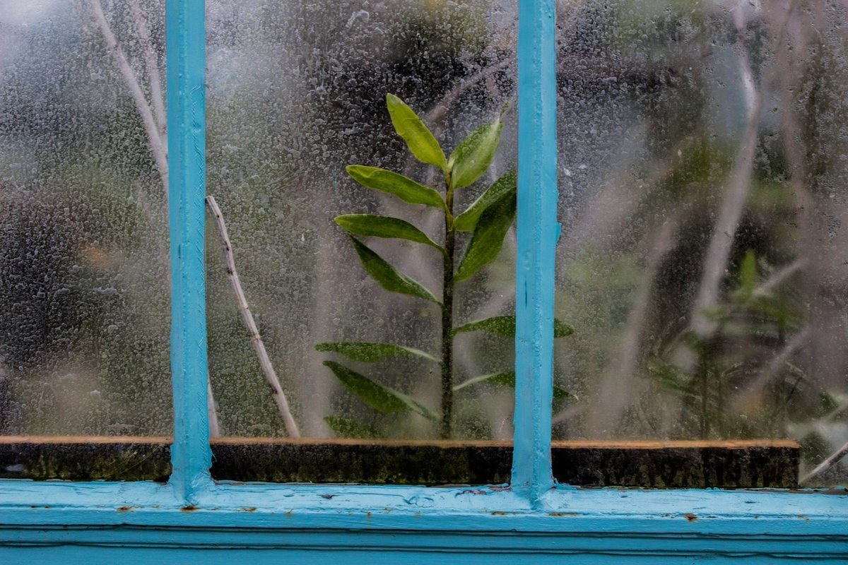 Vitre de serre couverte de buée, une jeune plante derrière