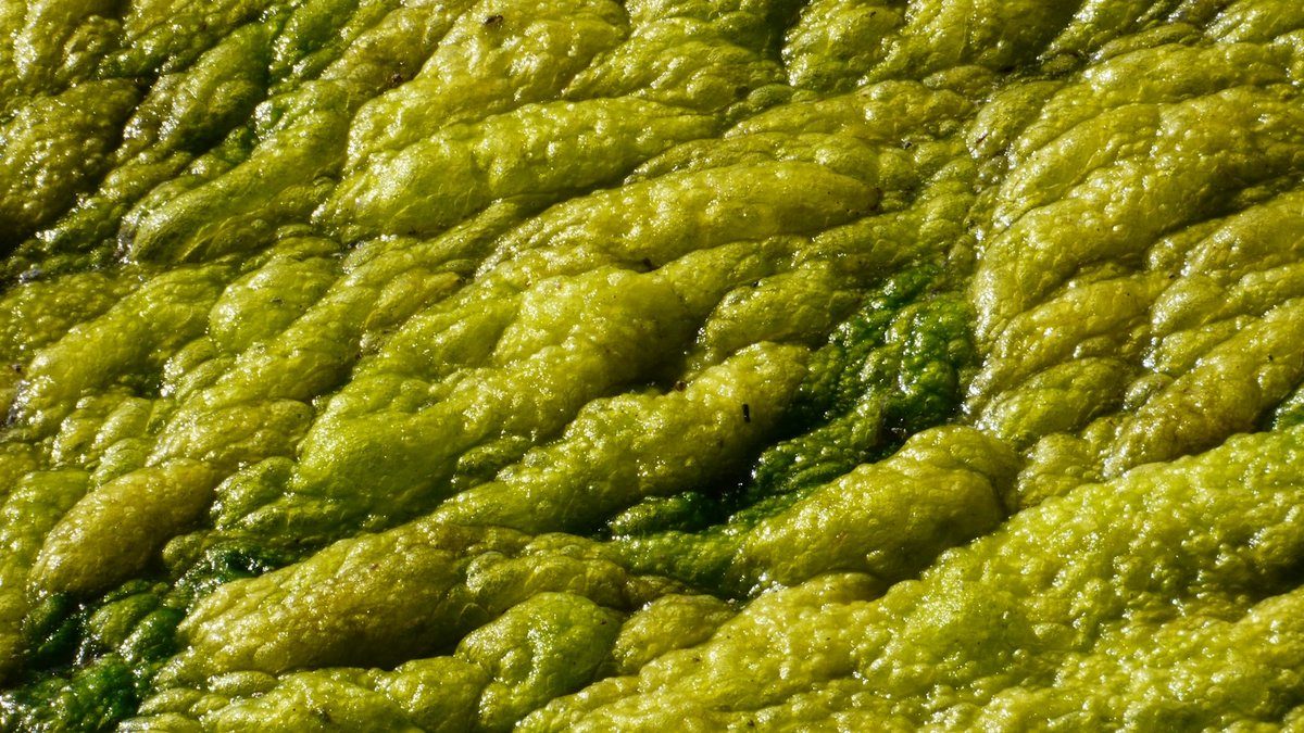 Tapis d'algues vertes en relief à la surface de l'eau